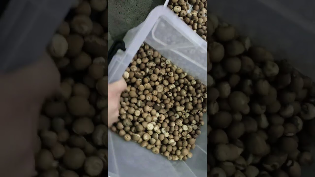 TAIHO X-ray Inspection System - Areca Nut Sorting Machine 