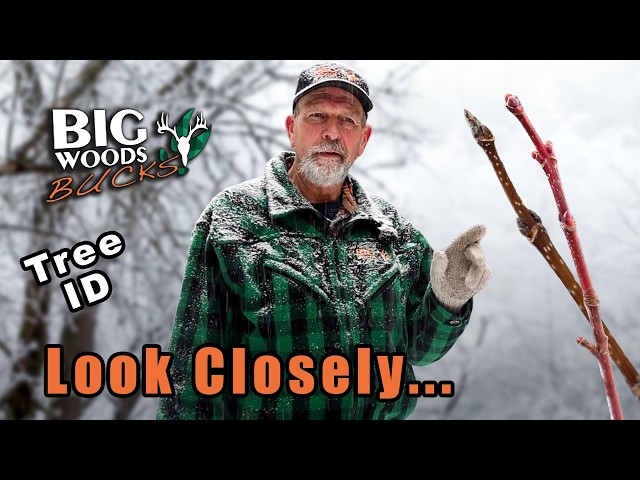 Learn your tree species with Master Maine Guide Hal Blood - YouTube