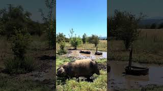 Gloucestershire Old Spot pigs - NOT “The Other White Meat”
