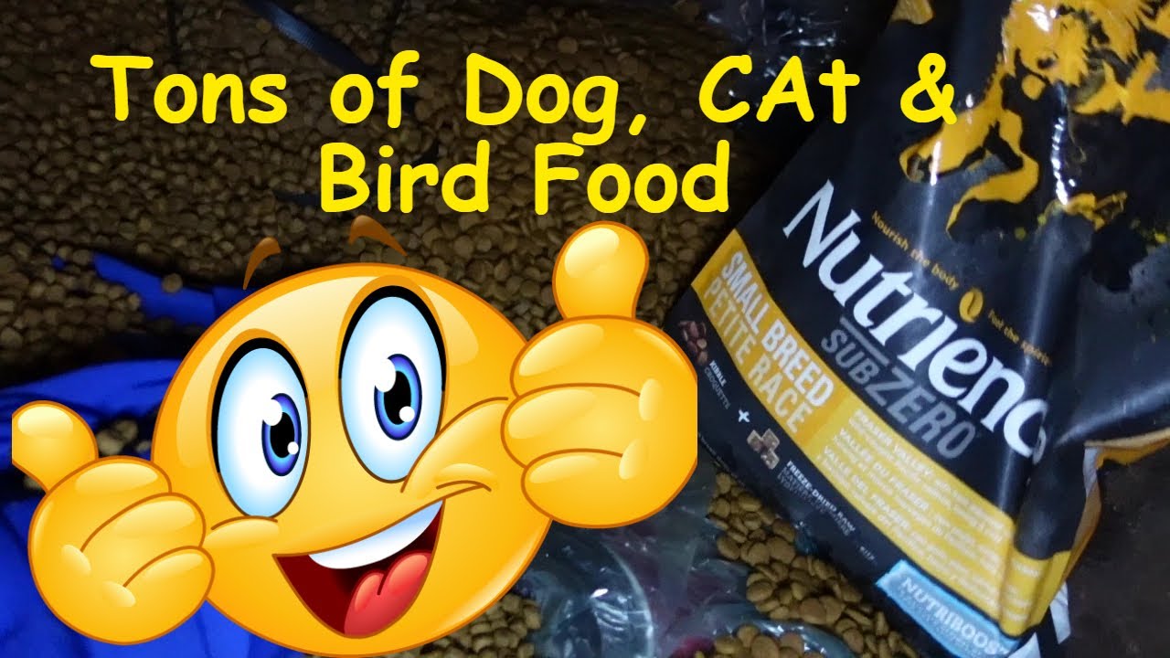 Dumpster Diving PetSmart YouTube