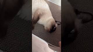 Cutest Siamese Cat  Unboxing Surprise | Meowtastic Moments | Feline Fun! #shorts  #cat  #siamese