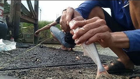 Câu cá tra cá lăng sông vàm nao.t1.giật cả đã tay.#lamnguyentv#