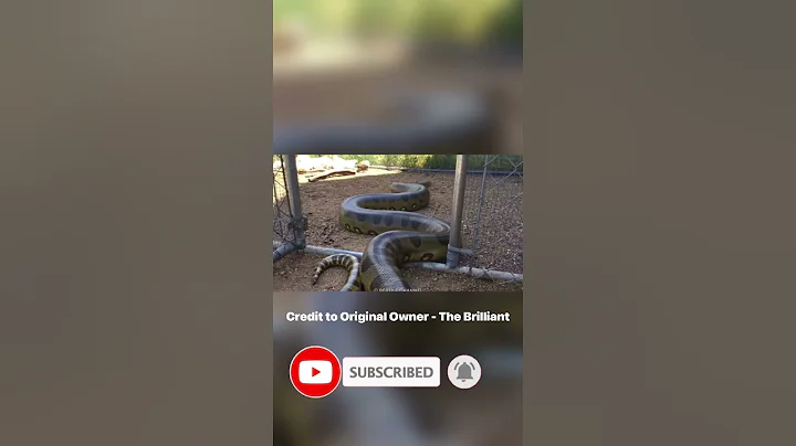 OMG 😱 Biggest SNAKE Ever Caught On Camera #shorts