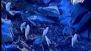Pinguins.mpeg