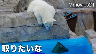 Polar Bear cub make an effort がんばる!リラ (円山動物園 ホッキョクグマ)