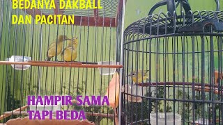 How to differentiate between dakbal and pacitan pleci