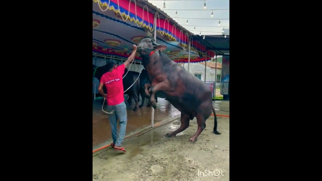 dangerous angry bull 2023