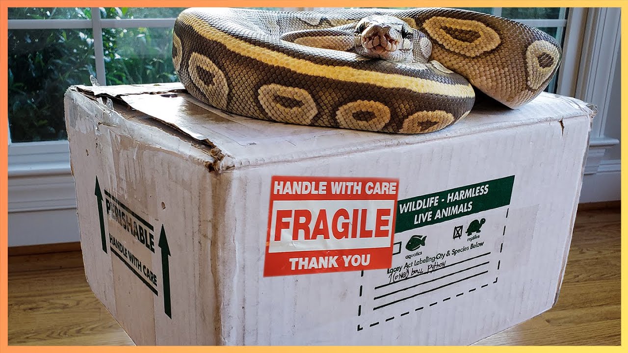 Has Shipping Pet Reptiles Become Too Dangerous?