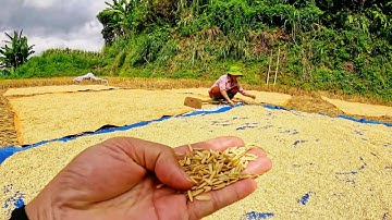 CUỘC SỐNG VÙNG CAO | Mùa lúa chín quê mình đẹp không kém gì mùa lúa chín Tây Bắc