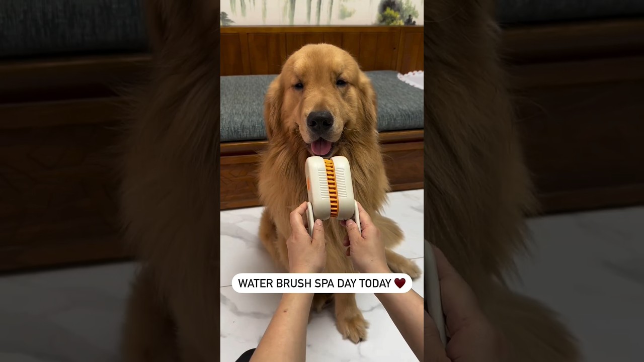 Water brush spa day today🐕💞