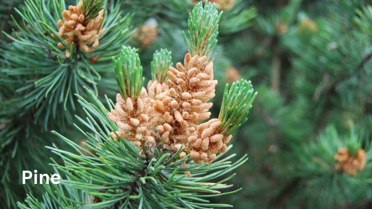 Exploring the Beauty and Benefits of Trees | A Nature Lover's Guide