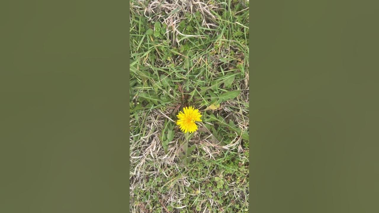 Bradford pears signal that honey bees are beginning to collect pollen