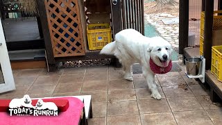 置いていかれたら大変と慌てて走ったルンルンです　Great Pyrenees　グレートピレニーズ