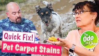 Get rid of pet stains: clean dog poop ...
