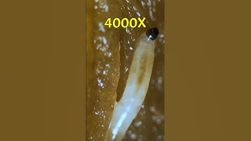 Banana Under The Microscope #shorts #microscope #banana #underamicroscope #biology #science
