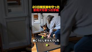 20日間、玄関を守った軍用犬を救った手紙　#感動する話 #感動