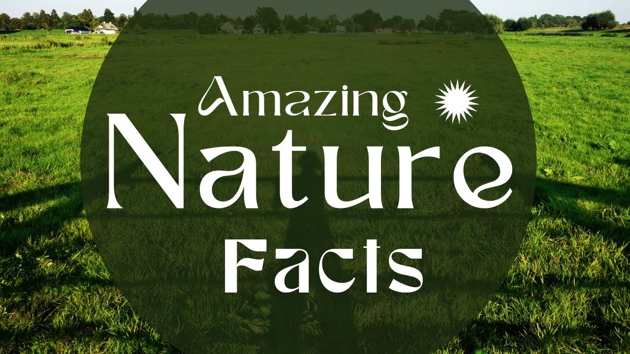 Amazing nature facts YouTube
