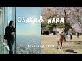 Spring Vlog || Exploring Nara and seeing the perfect view of Osaka City!