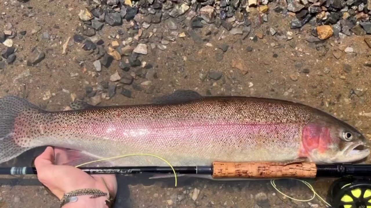 Massive rainbow trout caught in the Roanoke River