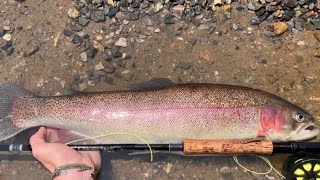 Massive rainbow trout caught in the Roanoke River