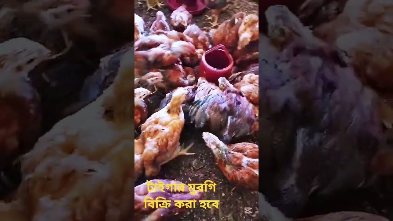অরিজিনাল টাইগার মুরগি, বয়স ২ মাস ১৫ দিন
