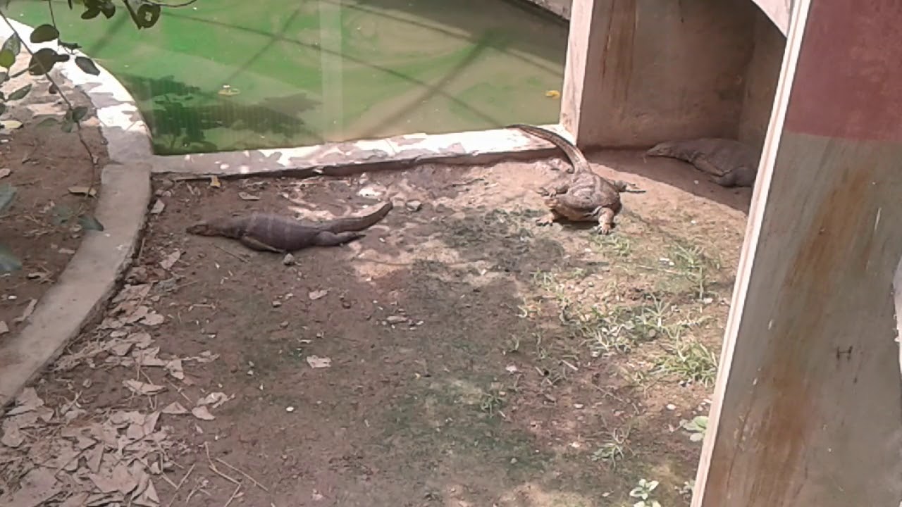 Monitor Lizard Fighting at ALIPORE ZOO , Kolkata YouTube