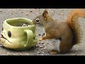 BEST Videos For Cats to Watch , 100's of Birds, Squirrels, Rabbits, Chipmunks, Pigeons,