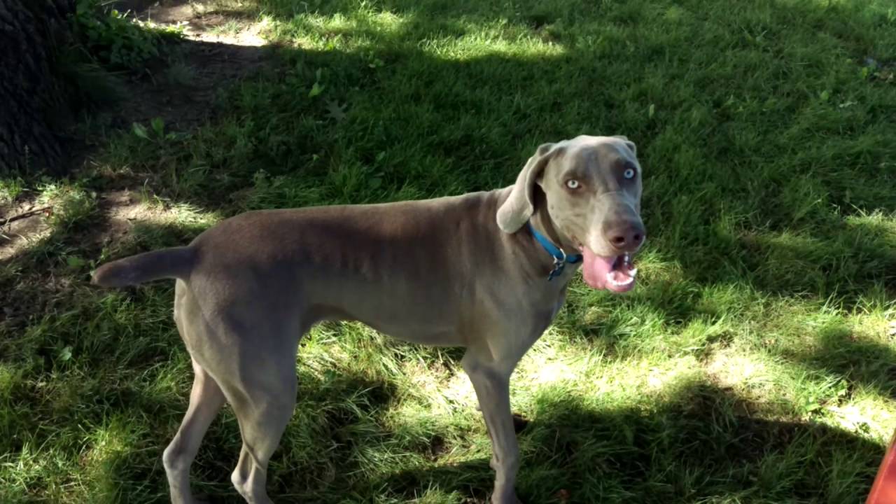 Dog at Ewing Dog Park Des Moines YouTube