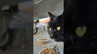 Kara Ponçiğim िल्ली Şfet