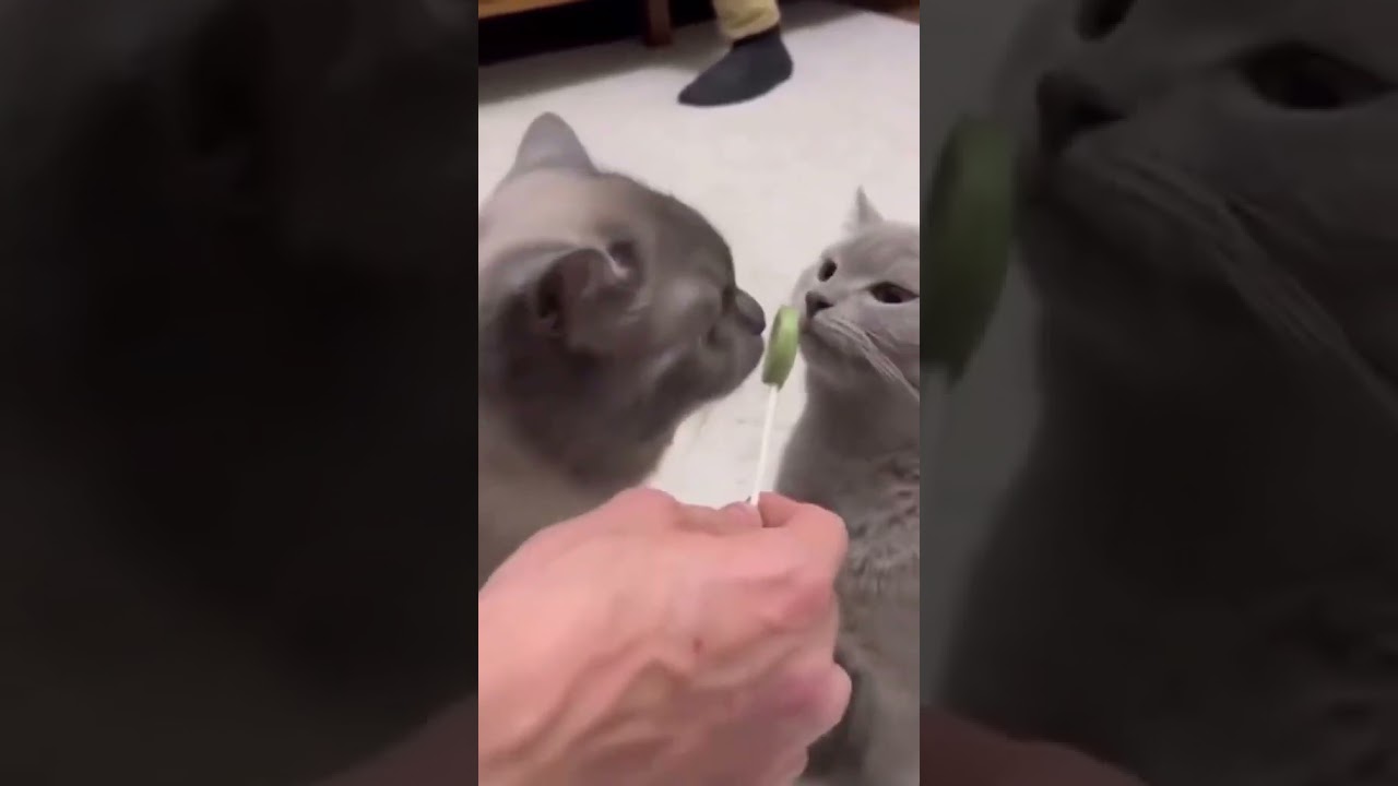 Poocha Sir: The Funniest Moments