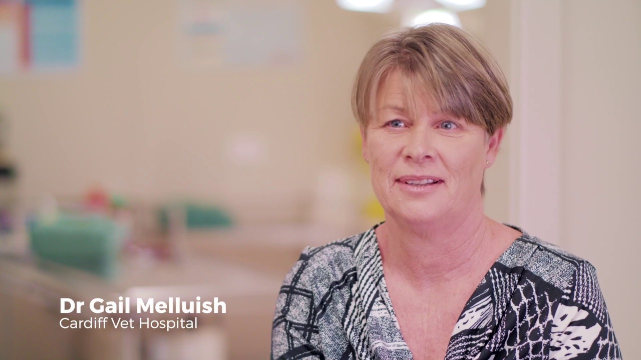 Nationwide Super - Cardiff Vet - Feature