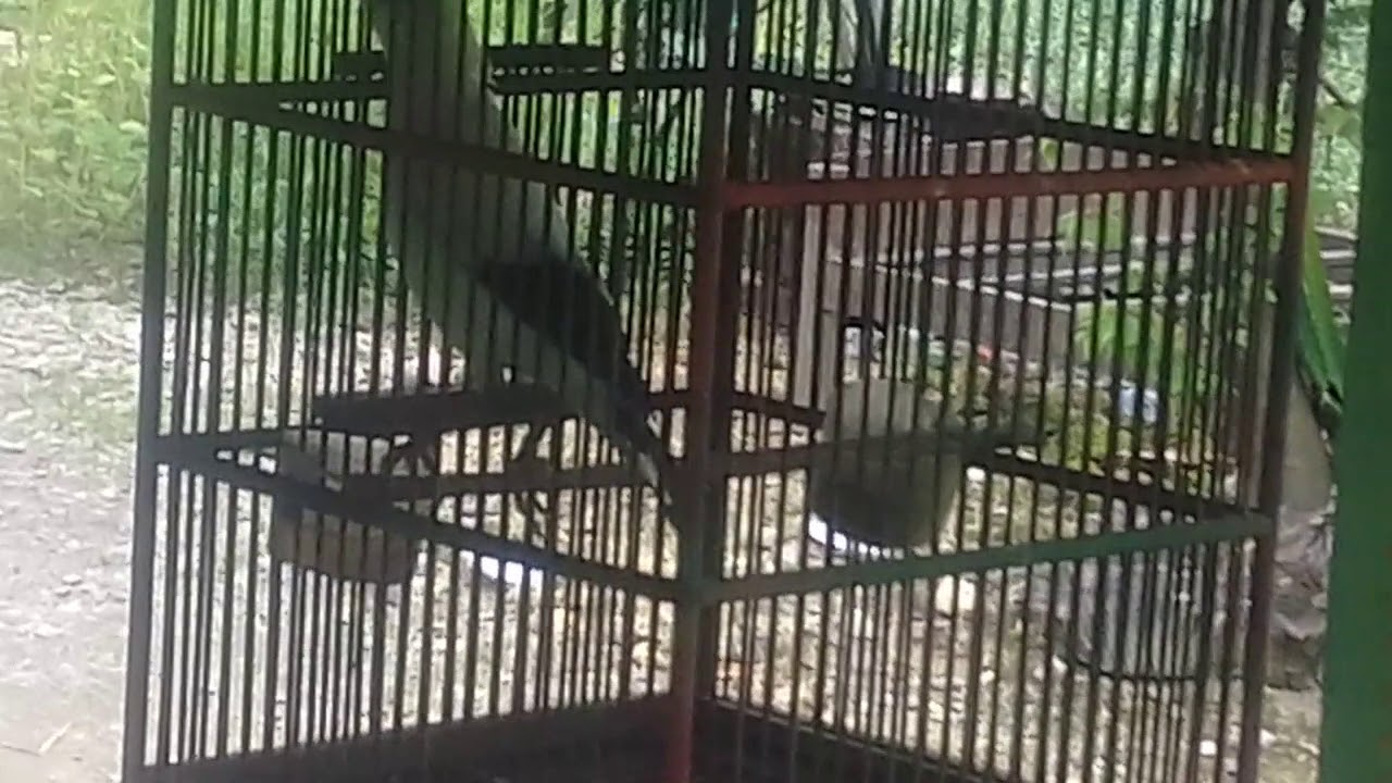 Burung jalak bisa ngomong 