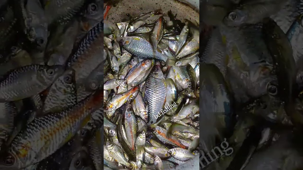 Catching puti Fish with Unbelievable village Techniques 