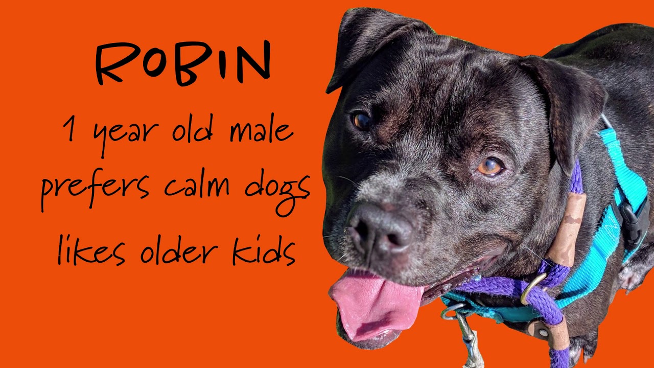 The Real Shelter Dogs of Aurora YouTube