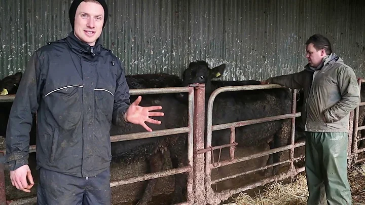 Farmer know-how: body condition scoring cattle