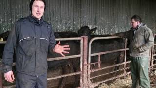 Farmer know-how: body condition scoring cattle