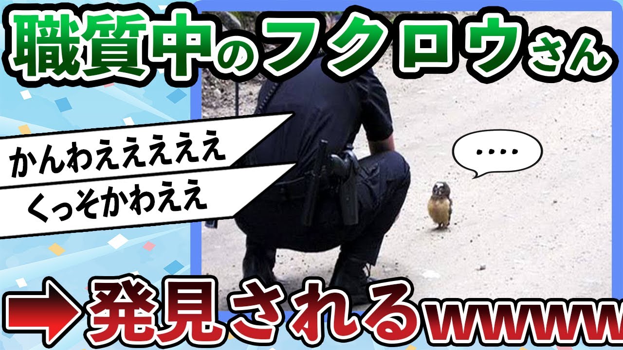 【悲報】フクロウさん、警官に呼び止められるｗｗｗ【2ch動物スレ】