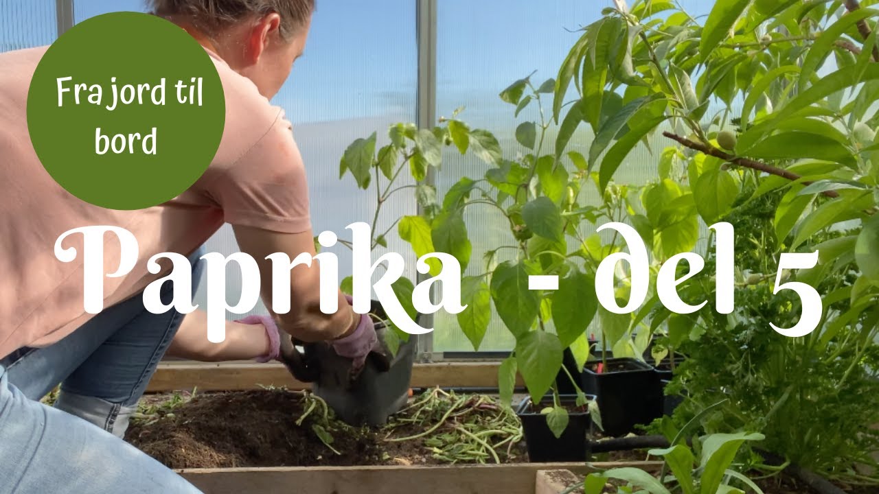 Paprika fra jord til bord - del 5 | Planter