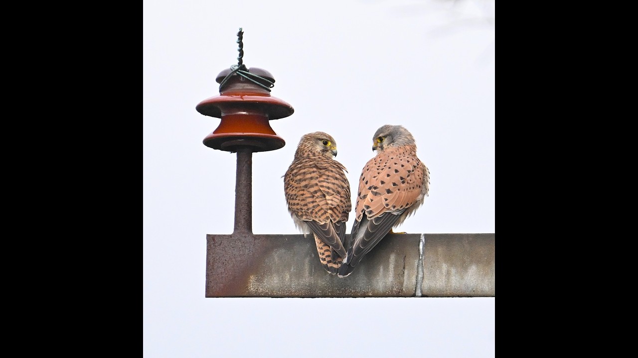 Kestrel Pair at Titchfield Haven
