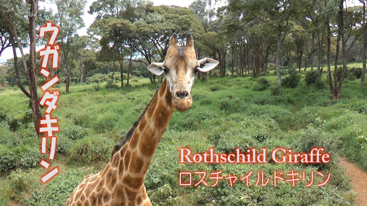 キリンと遊べるジラフセンター ロスチャイルドキリン Giraffe Centre ウガンダキリン ケニア Youtube