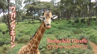 キリンと遊べるジラフセンター　ロスチャイルドキリン　Giraffe Centre　ウガンダキリン　ケニア