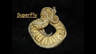 Superfly, Ball Python