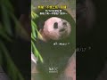 Panda "doesn't want to work" confirmed! Lie, look around—reluctant to go out～ #china #panda #shorts