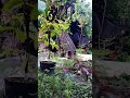 caytrong #cayantrai #bonsai tieucanh