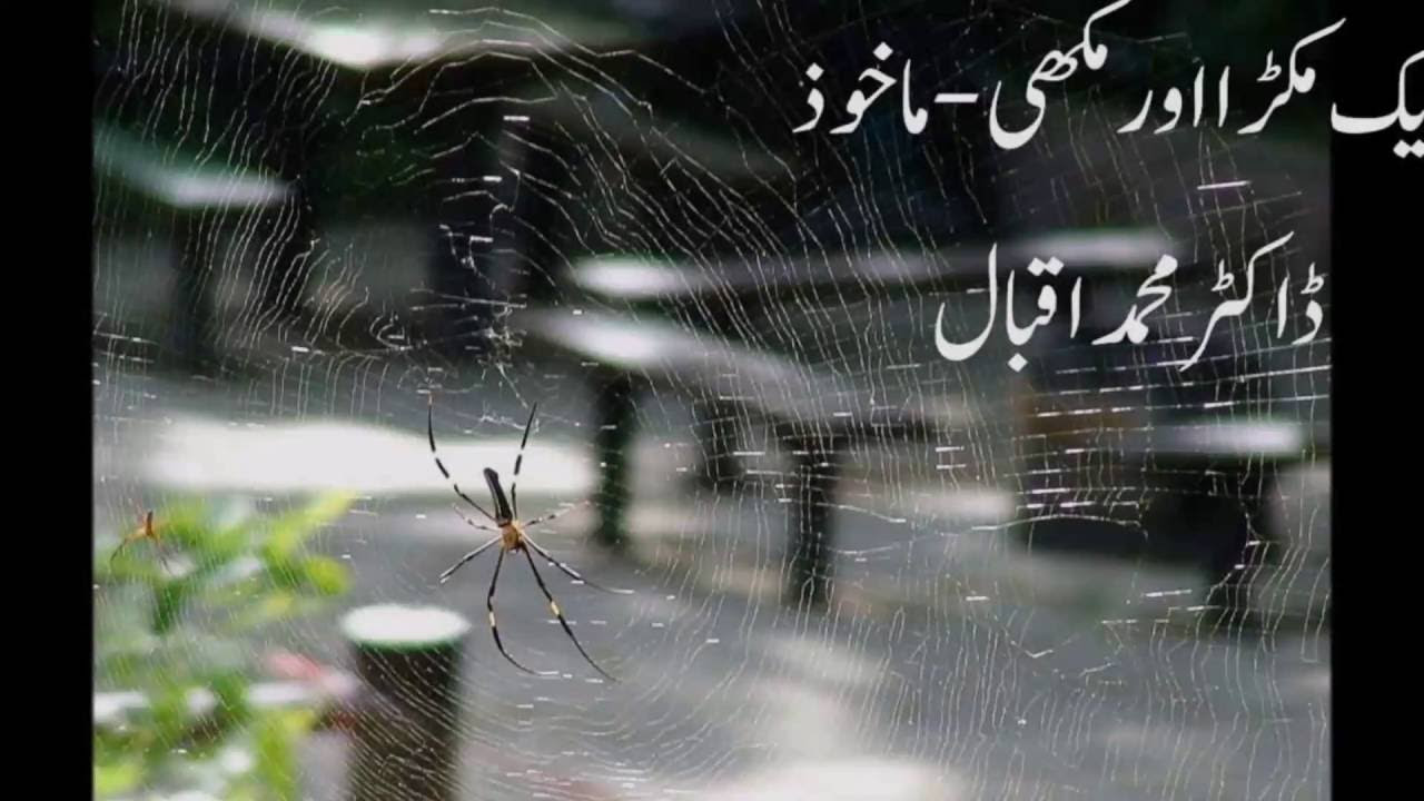Aik Makra Aur Makhi      A Spider and Bee  A Beautiful Poem by Allama Iqbal