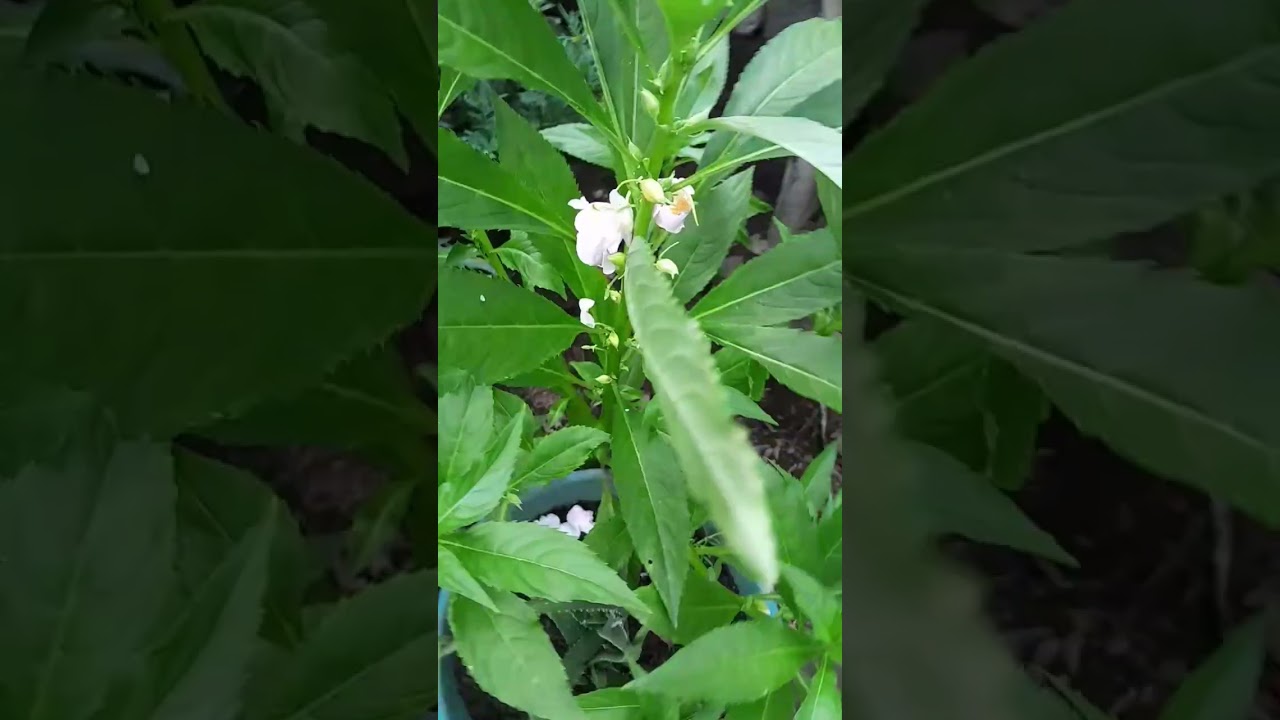 Seni keagamaan Hindu: Canang Sari by_serly