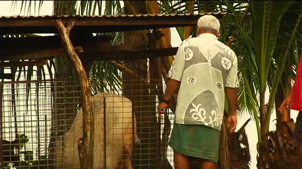 FELAVEI LA FILIERE PORCINE