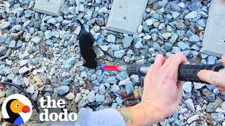 tiny kitten s cries stop strangers their tracks dodo