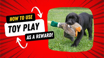 How to use toy play as a reward - Dog training videos