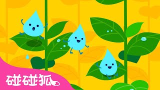 小水滴之旅｜嘀嗒嘀嗒嘀 和水滴一起玩耍 💧｜儿童学习｜好奇心儿歌｜Water Drop Sonata｜中文儿歌｜碰碰狐儿歌｜Nursery Rhymes｜碰碰狐Pinkfong